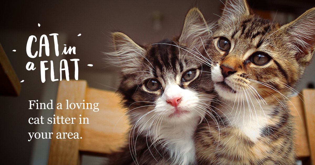 Cat sitter near me with Cat in a Flat Austria